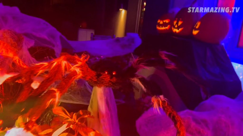 Vorgarten Halloween Rheydt: Riesige Springspinne hält lebendige Kürbisse im Netz gefangen Vorgarten Halloween Rheydt: Riesige Springspinne hält lebendige Kürbisse im Netz gefangen