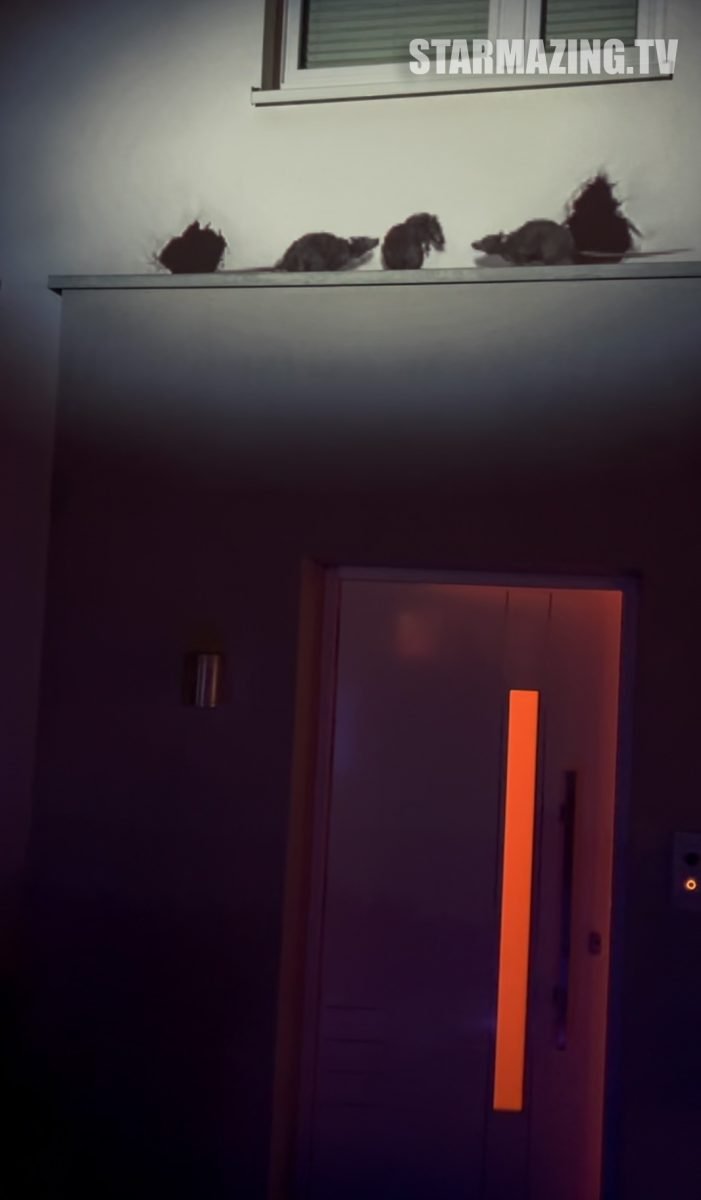 Halloween Deko Haus Mönchengladbach – Ratten Effekt über Eingang Halloween Ratten Effekt Haus Eingang Mönchengladbach Rheydt 2026
